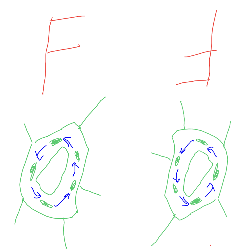 显微镜的成像特点，图中分别展示了显微镜下字母 F、胞质环流的成像情况<br/>左侧为原物体，右侧为在显微镜中所成的像